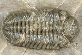Three Colorful Phacopid (Austerops) Trilobites - Jorf Morocco #329072-1